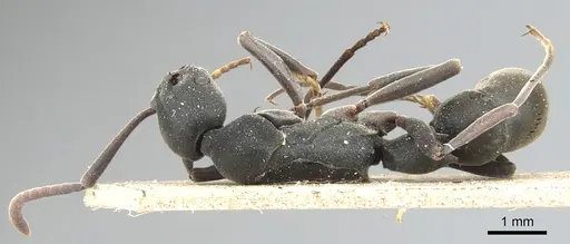 Platythyrea tricuspidata - CASENT0903799