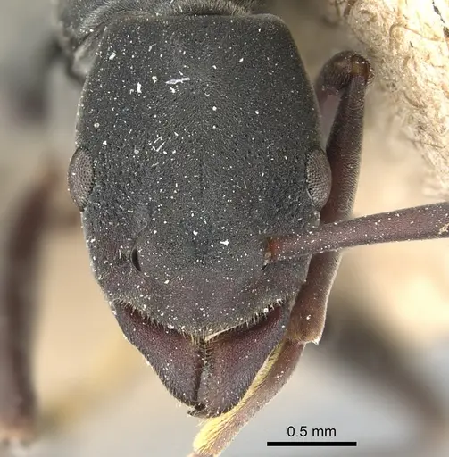 Platythyrea tricuspidata - CASENT0903799