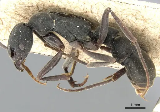 Platythyrea tricuspidata - CASENT0903799