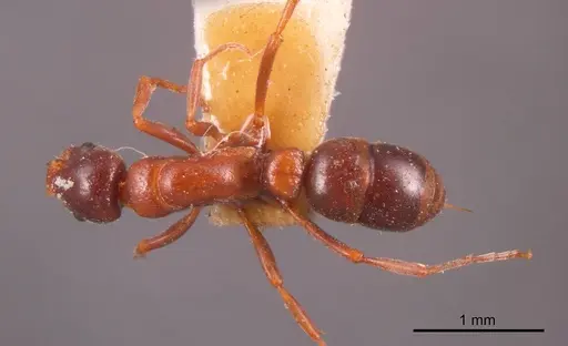 Platythyrea turneri specimen