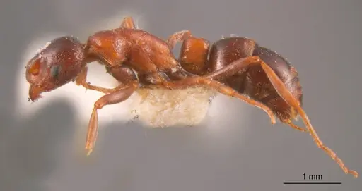 Platythyrea turneri specimen