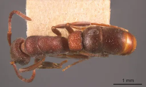 Platythyrea turneri - ANTWEB1008182