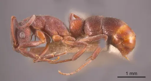 Platythyrea turneri - ANTWEB1008182