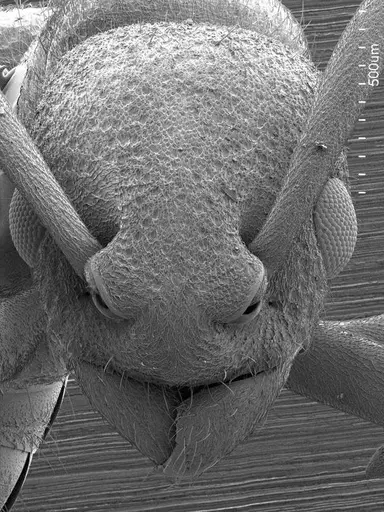 Platythyrea turneri - ANTWEB1008575