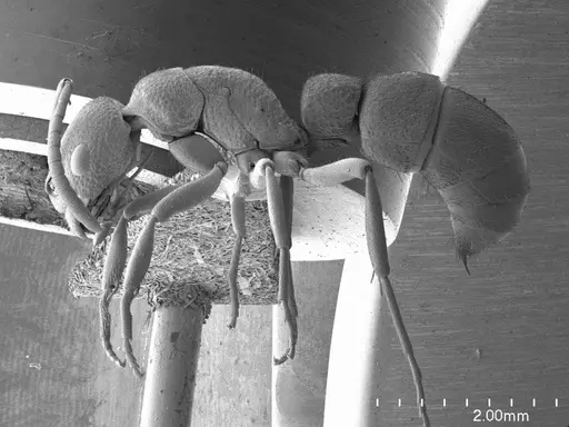 Platythyrea turneri - ANTWEB1008575