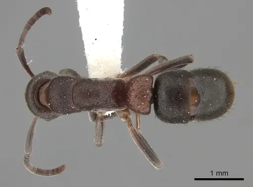 Platythyrea turneri - CASENT0260486