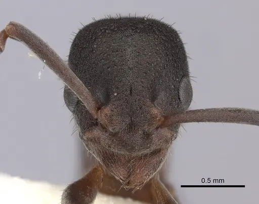 Platythyrea turneri - CASENT0260486