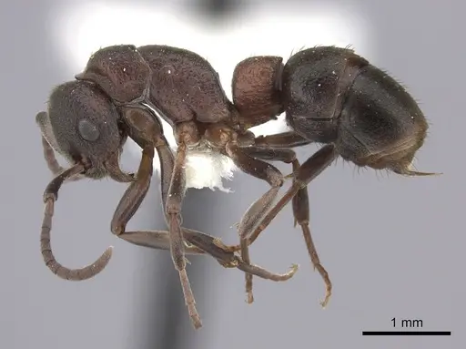 Platythyrea turneri - CASENT0260486