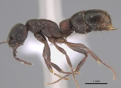 Platythyrea turneri - CASENT0887838