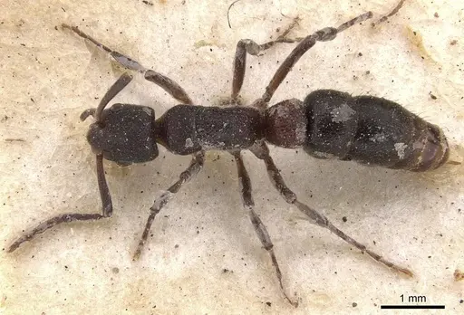 Platythyrea turneri - CASENT0907118