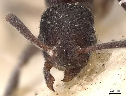 Platythyrea turneri - CASENT0907118