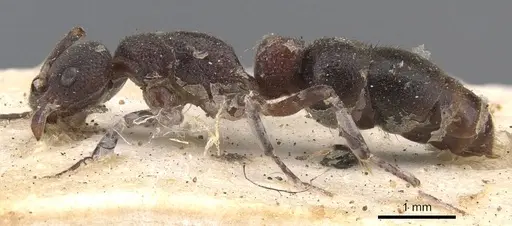 Platythyrea turneri - CASENT0907118