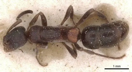 Platythyrea turneri - CASENT0907263