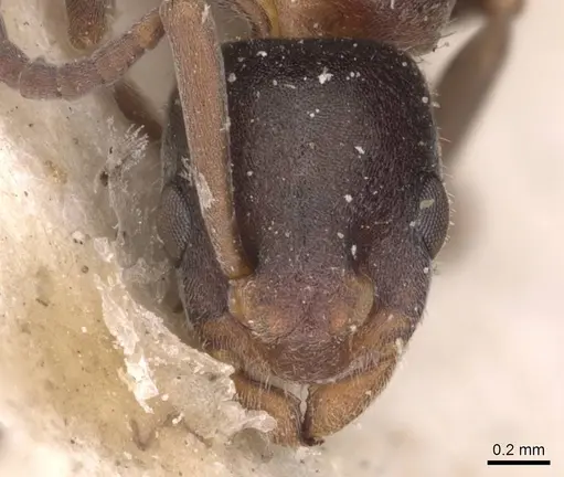 Platythyrea turneri - CASENT0907263