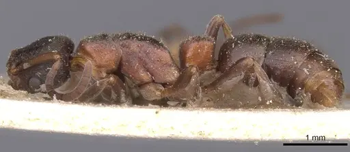 Platythyrea turneri - CASENT0907263