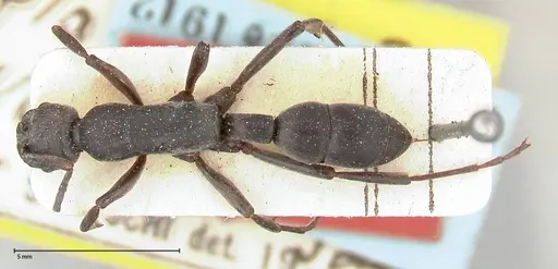 Platythyrea viehmeyeri specimen