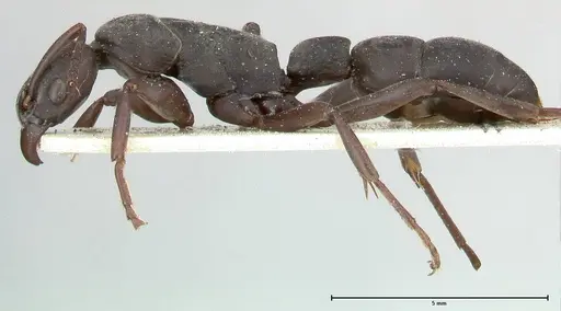 Platythyrea viehmeyeri specimen
