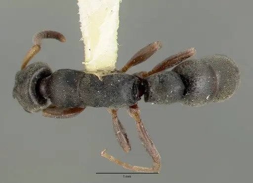 Platythyrea zodion specimen