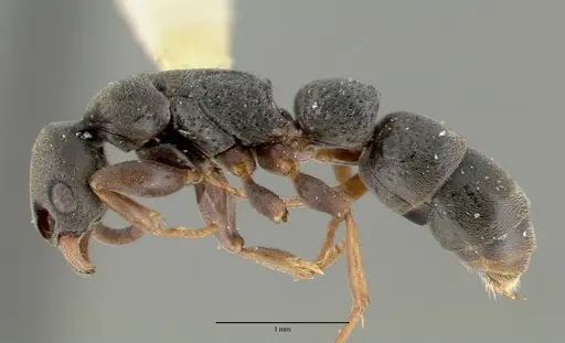 Platythyrea zodion specimen