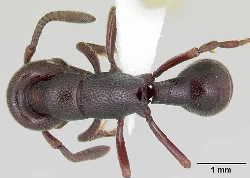 Plectroctena anops specimen