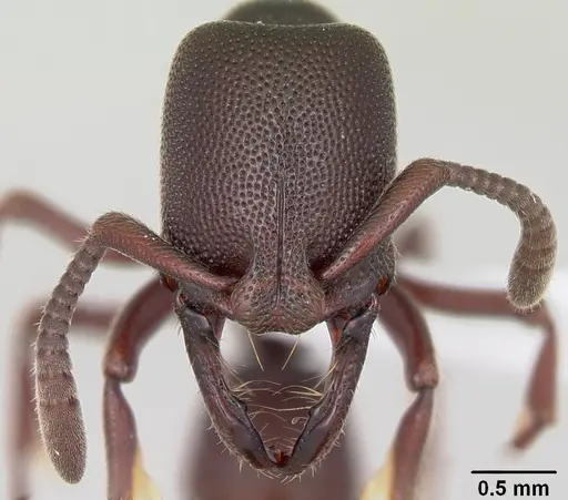 Plectroctena anops specimen