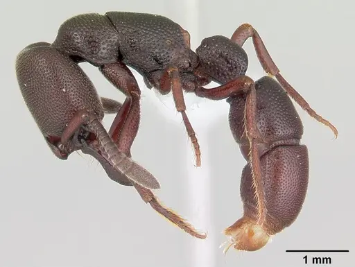 Plectroctena anops specimen