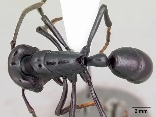 Plectroctena cristata specimen