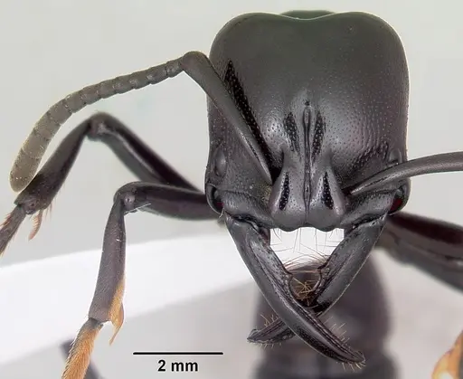 Plectroctena cristata specimen