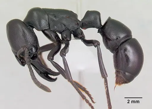 Plectroctena cristata specimen