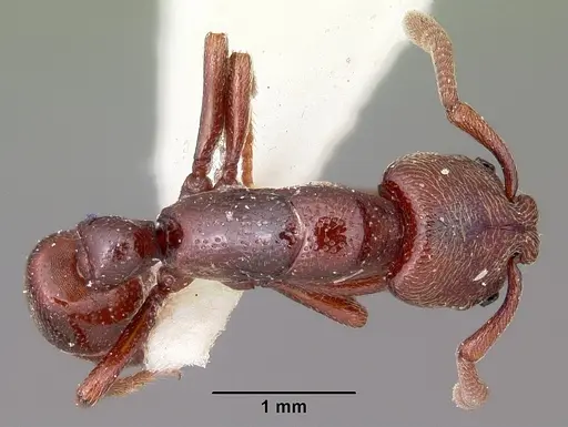 Plectroctena cryptica specimen