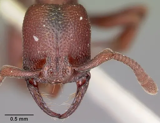 Plectroctena cryptica specimen
