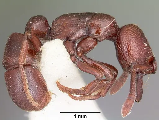 Plectroctena cryptica specimen