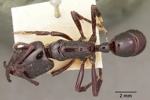 Plectroctena dentata specimen