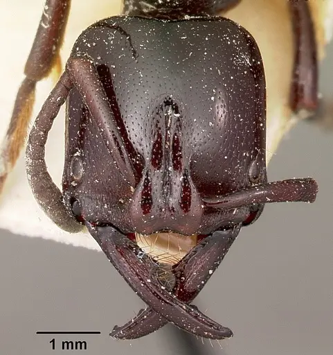 Plectroctena dentata specimen