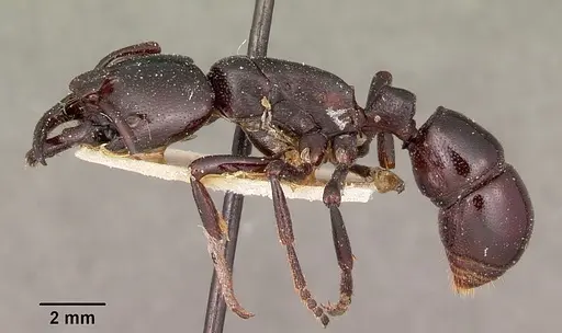 Plectroctena dentata specimen