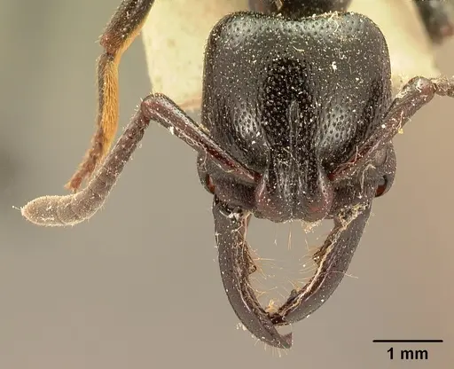 Plectroctena gestroi specimen