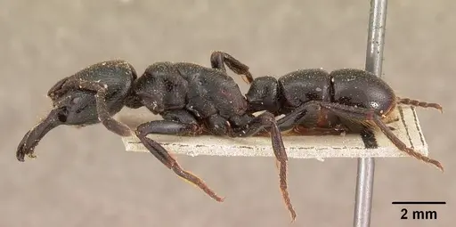 Plectroctena gestroi specimen