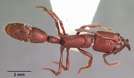 Plectroctena hastifera specimen