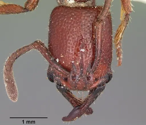 Plectroctena hastifera specimen