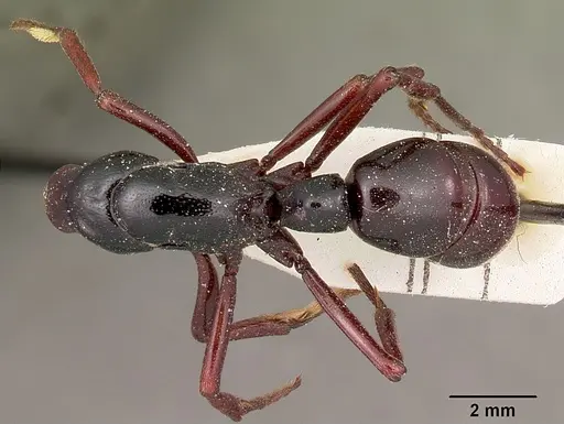 Plectroctena laevior specimen
