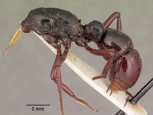 Plectroctena laevior specimen