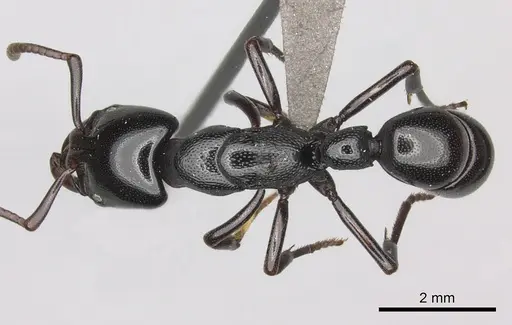 Plectroctena laevior - CASENT0235671