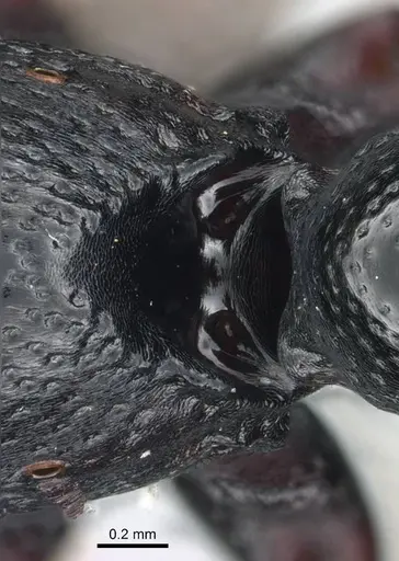 Plectroctena laevior - CASENT0235671