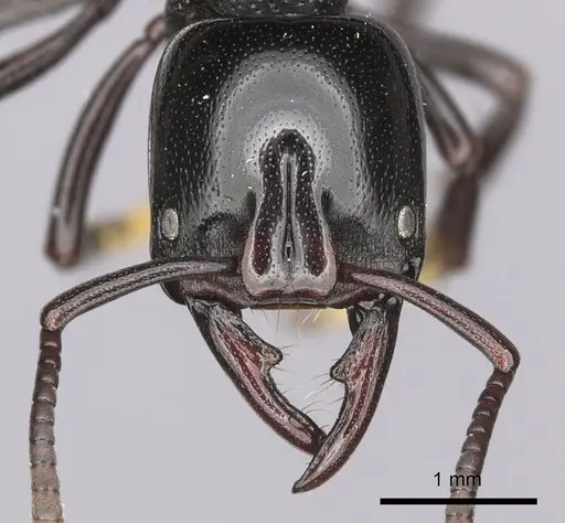 Plectroctena laevior - CASENT0235671