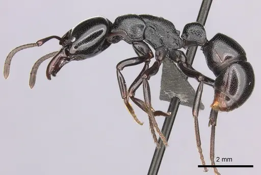 Plectroctena laevior - CASENT0235671