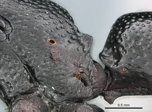 Plectroctena laevior - CASENT0235671