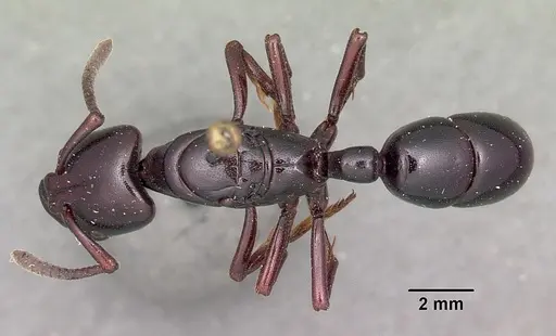 Plectroctena latinodis specimen