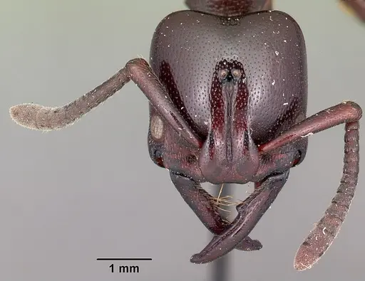 Plectroctena latinodis specimen