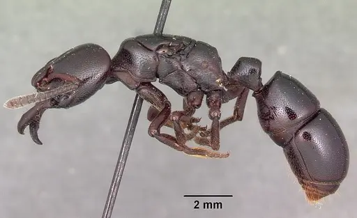 Plectroctena latinodis specimen