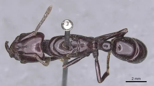 Plectroctena latinodis - CASENT0915289